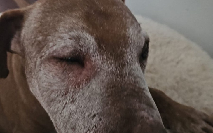 Zbiórka Pilne usuwanie zębów u seniora - zdjęcie główne