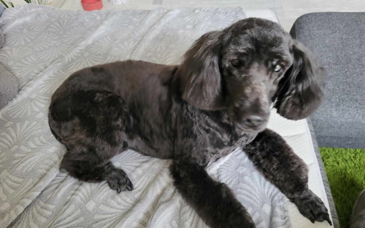 Czarny pies leżący na kanapie, wygląda na zrelaksowanego.