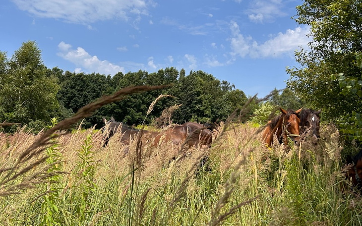 Zbiórka Zbiórka na rzecz Końskich Art. - zdjęcie główne
