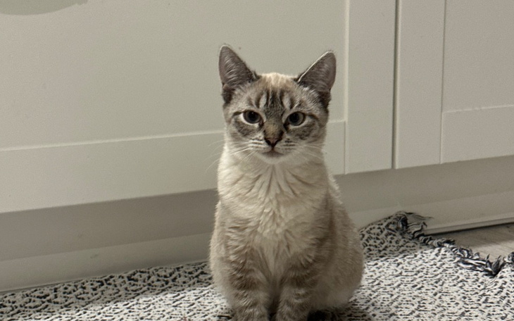 Zbiórka Leczenie Niuni chorej na FIP - zdjęcie główne