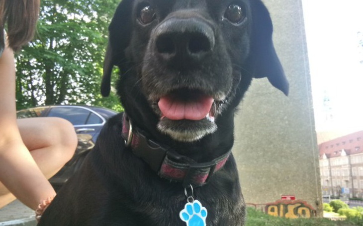 Zbiórka Pomóżcie przywrócić wzrok psince - zdjęcie główne