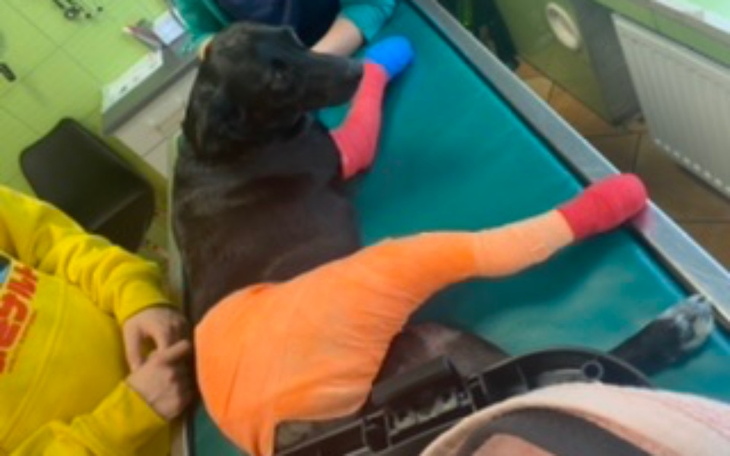 Zbiórka Pomóż naszej Boni - zdjęcie główne