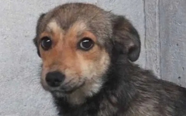 Zbiórka Transport ze schroniska - zdjęcie główne