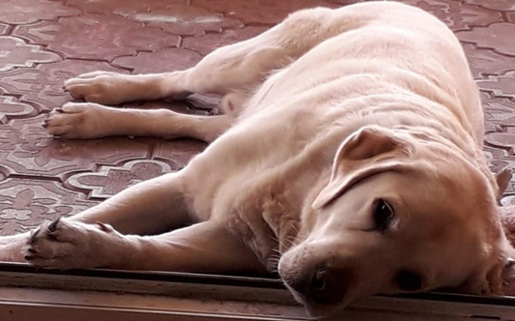 Zbiórka Chory Czedar zbiera na jedzenie - zdjęcie główne