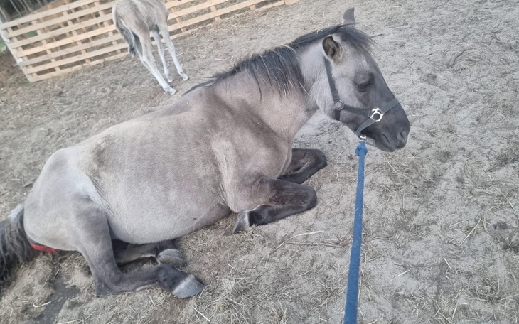 Czarny kot z białymi plamkami, przytulany przez człowieka.