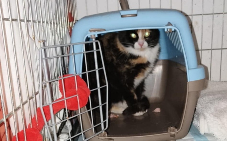 Kot w transporterze, z ciekawym spojrzeniem i świecącymi oczami.