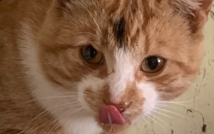 Zbiórka Kastracja i profilaktyka - zdjęcie główne