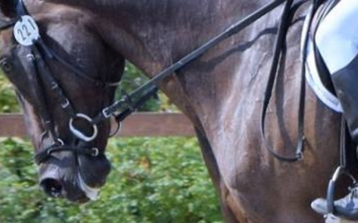 Zbiórka Wymarzony koń na zawody - zdjęcie główne