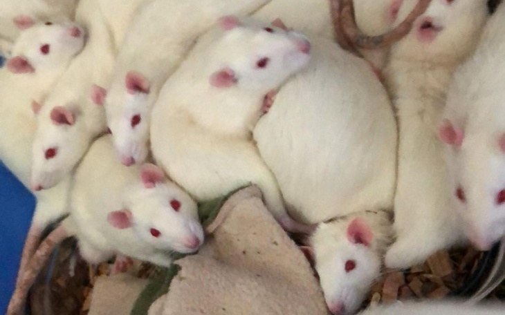 Zbiórka Kwiecień w DT Ogoniaste - zdjęcie główne