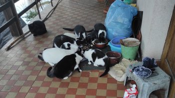 Zbiórka Zimowe stado kotów bezdomnych. - miniaturka zdjęcia