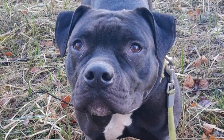 Czarny pies z wyrazistym spojrzeniem, na tle trawy.