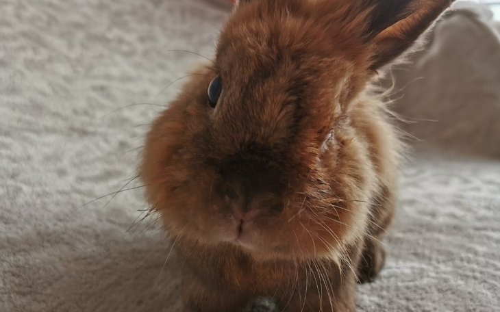 Zbiórka Rynoskopia Eliasza - zdjęcie główne