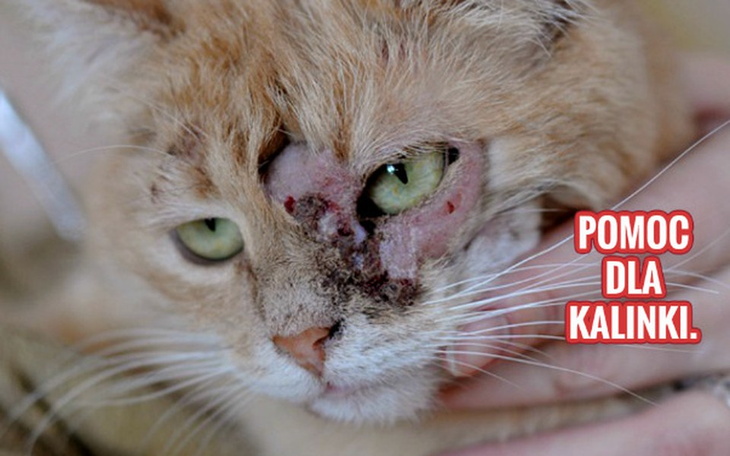 Zbiórka Pomoc dla Kalinki. - zdjęcie główne