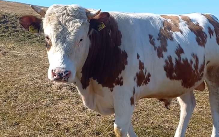 Zbiórka Ratunek przed ubojnią - zdjęcie główne