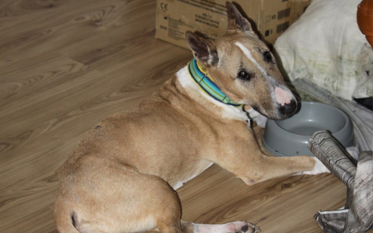 Zbiórka Rehabilitacja  "babci" . - zdjęcie główne