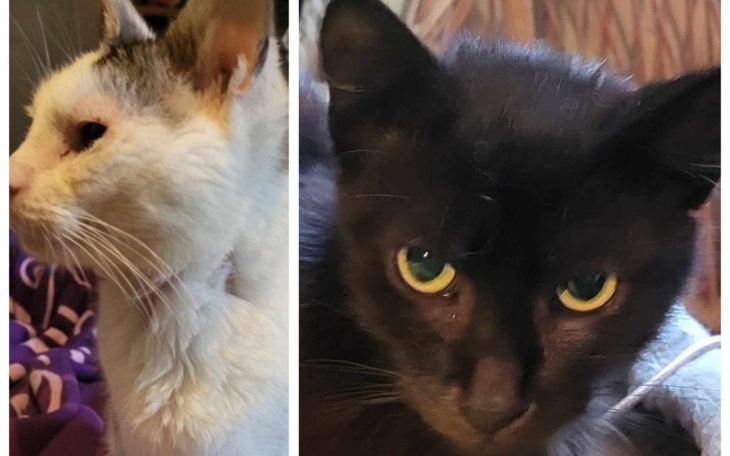 Dwa koty, jeden biały, drugi czarny, w zbliżeniu.
