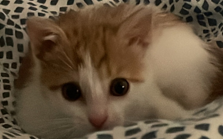 Kotek leżący w kłębie na kocyku.