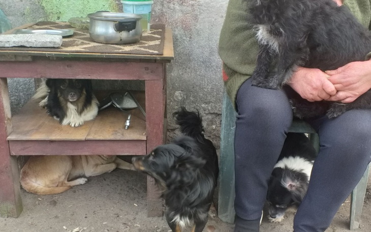 Zbiórka 14 psów wyrwanych przeznaczeniu - zdjęcie główne