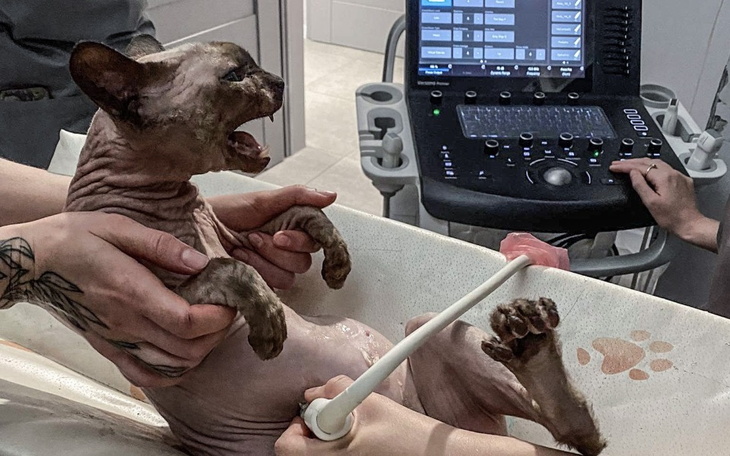 Zbiórka Druga walka Henia - zdjęcie główne