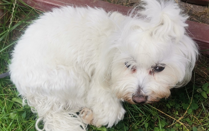 Zbiórka Na karmę dla pieska lusi - zdjęcie główne