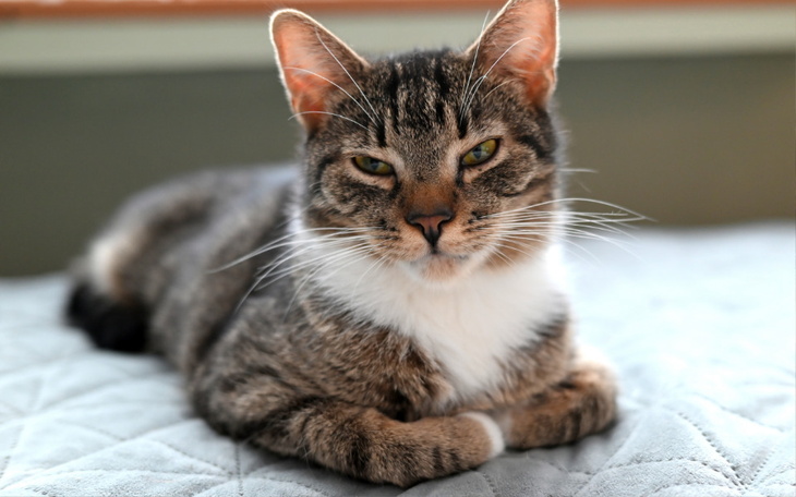 Zbiórka Na leczenie kota Felka - zdjęcie główne