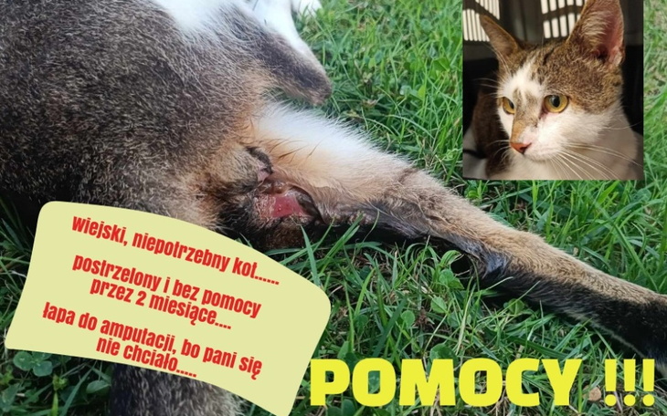 Zbiórka Wiejski kot - tarcza strzelnicza - zdjęcie główne