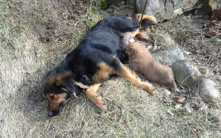 Zbiórka Suka i szczenię z lasu! Pomocy! - zdjęcie główne