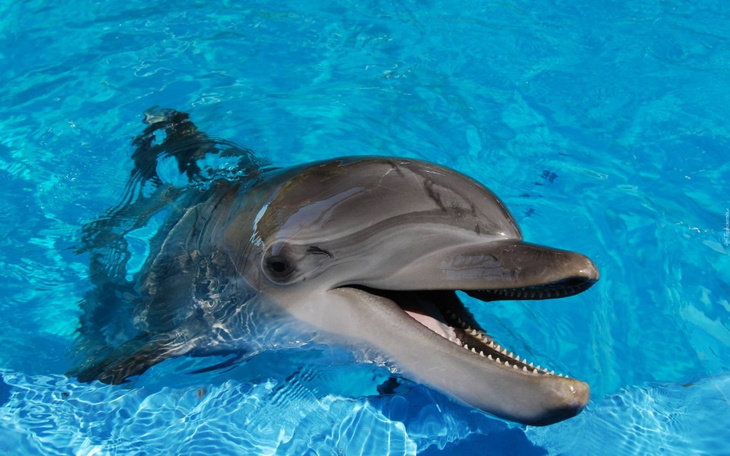 Zbiórka HodowlaDelfinów - zdjęcie główne