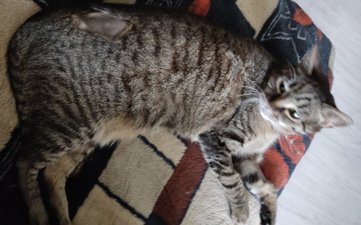 Zbiórka Noa potrzebuje operacji rzepki - zdjęcie główne