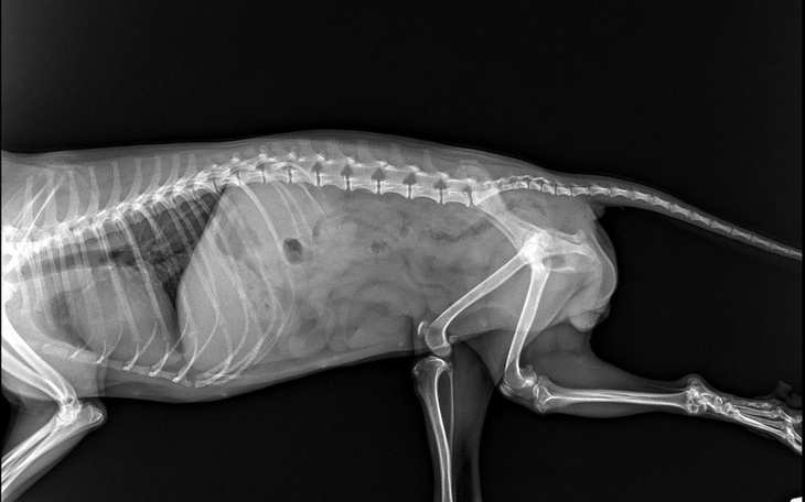 Zbiórka Zbiórka na operację dysplazji - zdjęcie główne