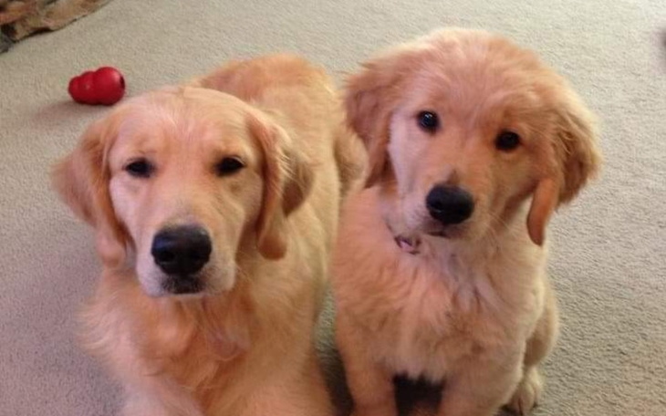 Zbiórka Na psiakii - zdjęcie główne