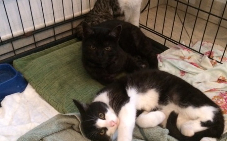 Dwa koty leżące w klatce, jeden czarny, drugi biały.