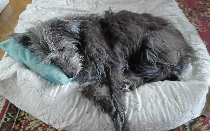 Zbiórka Na ratowanie Ragusi - zdjęcie główne