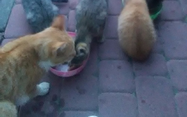 Zbiórka Naprawa ogrzewania domu - zdjęcie główne