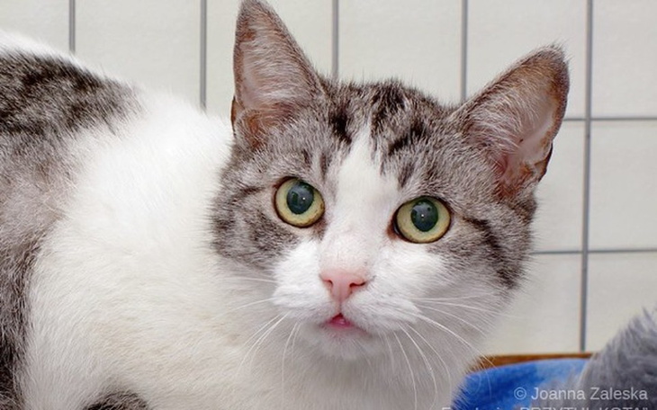 Kot z wyrazistymi zielonymi oczami w schronisku.