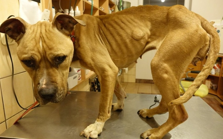 Zbiórka Karma dla psów. Pomóżcie. - zdjęcie główne