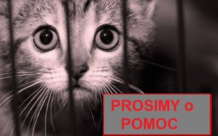 Zbiórka Reks PROSI o POMOC - zdjęcie główne