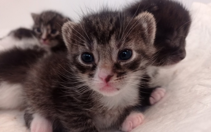 Zbiórka Wiosenne wydatki kociarni - zdjęcie główne
