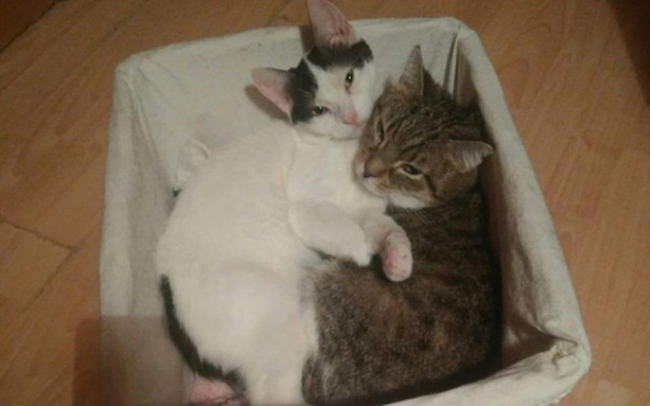 Zbiórka Pomoc potrzebna na CITO - zdjęcie główne