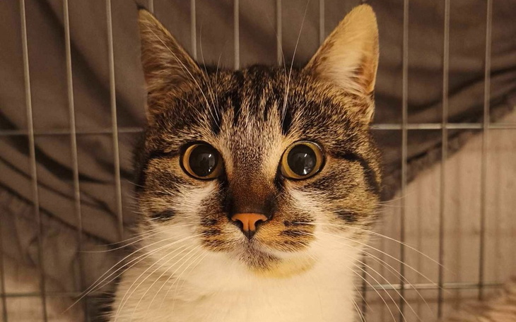 Zbiórka Ratujemy paputek Chałci - zdjęcie główne