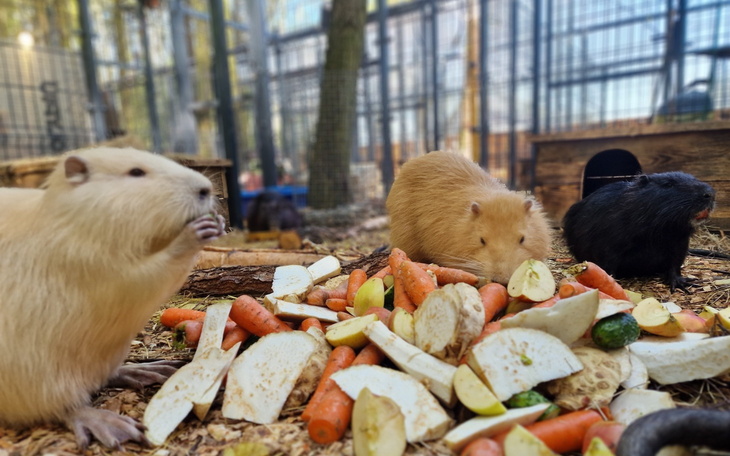 Zbiórka Karmimy w Nutriowisku VI 2026 - zdjęcie główne
