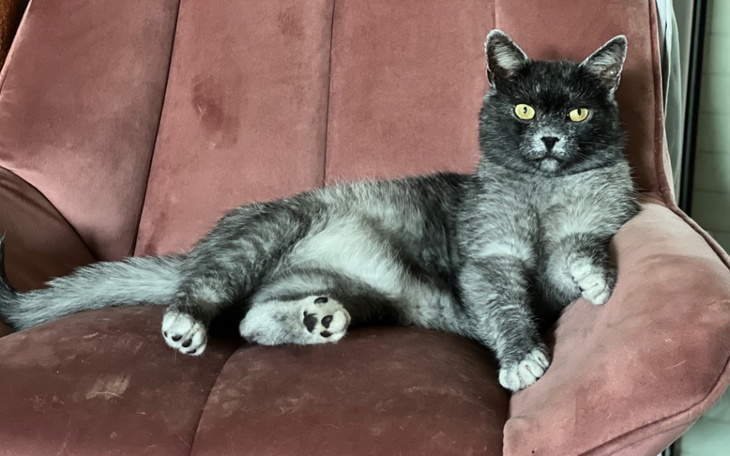 Zbiórka Amputacja łapki i leczenie kota - zdjęcie główne