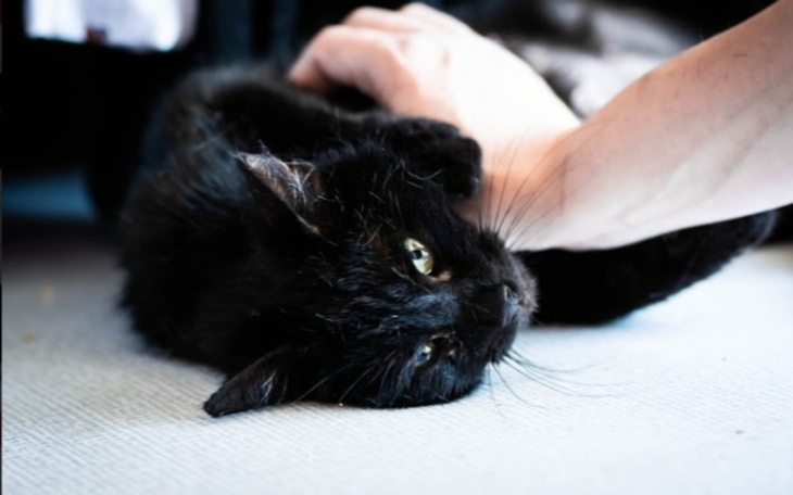 Zbiórka Hera, pomóż kociej mamie przeżyć - zdjęcie główne