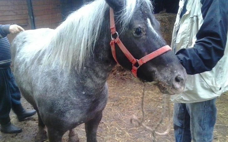 Zbiórka Utrzymanie koników z wykupu - zdjęcie główne