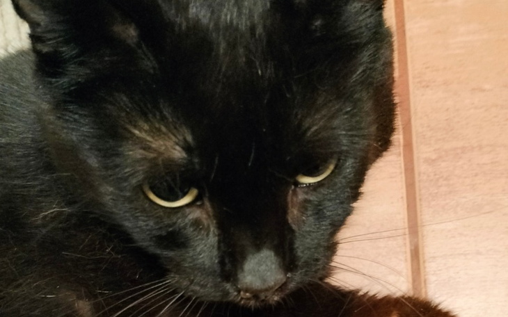 Czarny kot z intensywnym spojrzeniem, z bliska.