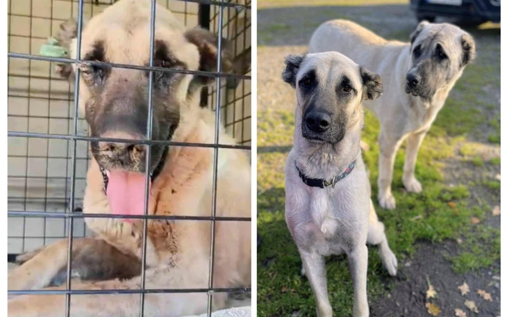 Dwa psy w schronisku, jeden w klatce, drugi na zewnątrz.