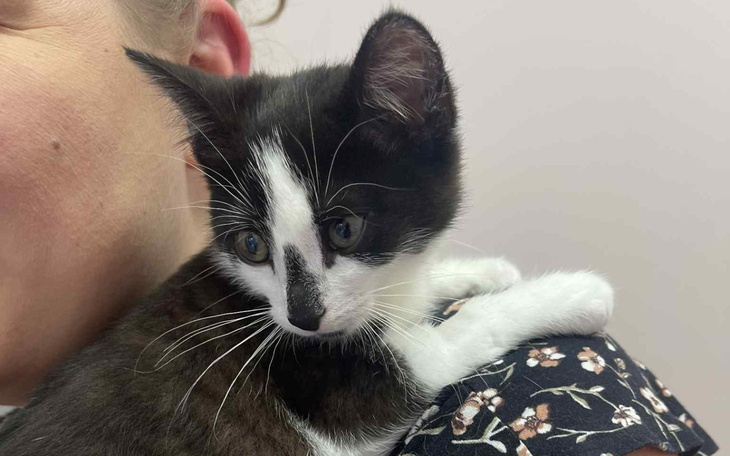 Kotek na ramieniu osoby, z ciekawym wyrazem twarzy.