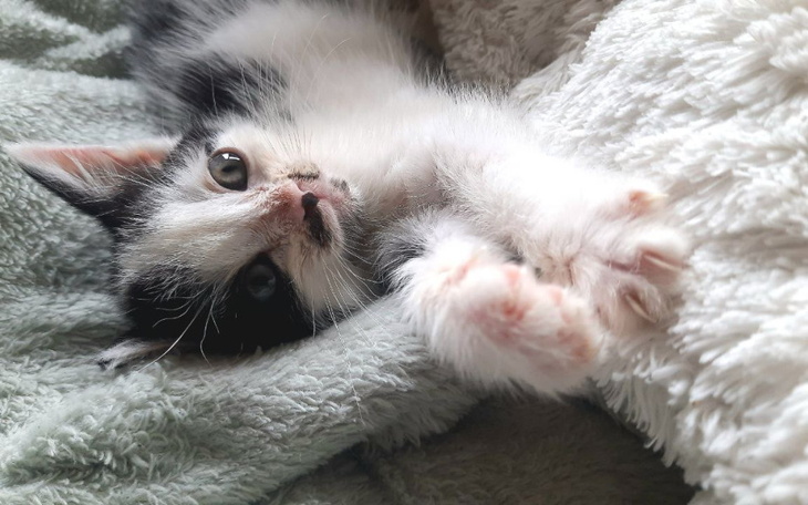 Kotek leżący na miękkim kocu, z wyciągniętymi łapkami.