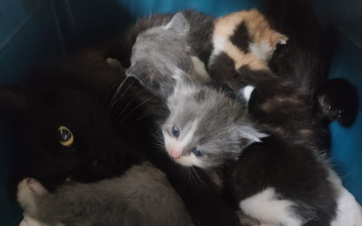 Zbiórka Kociaki od alkoholika - zdjęcie główne