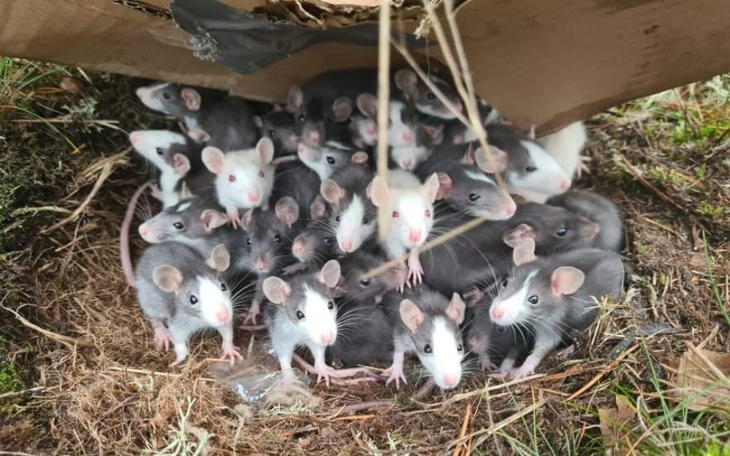 Zbiórka Dzieci z lasu - zdjęcie główne